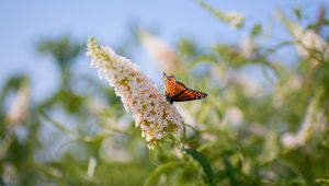 Preview wallpaper butterfly, leaves, grass, patterns, insect