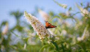 Preview wallpaper butterfly, leaves, grass, patterns, insect