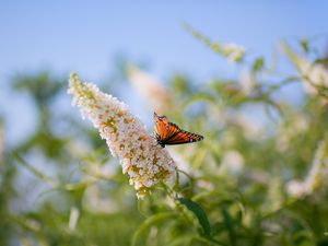 Preview wallpaper butterfly, leaves, grass, patterns, insect