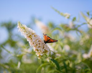 Preview wallpaper butterfly, leaves, grass, patterns, insect