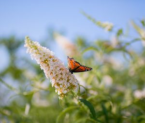 Preview wallpaper butterfly, leaves, grass, patterns, insect