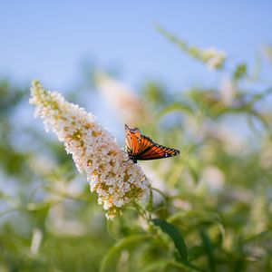 Preview wallpaper butterfly, leaves, grass, patterns, insect