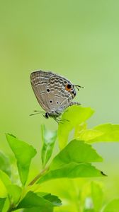 Preview wallpaper butterfly, leaves, grass, wings, gray