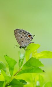 Preview wallpaper butterfly, leaves, grass, wings, gray