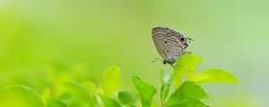 Preview wallpaper butterfly, leaves, grass, wings, gray