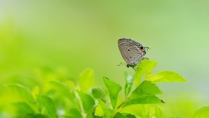 Preview wallpaper butterfly, leaves, grass, wings, gray