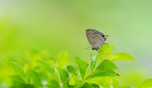 Preview wallpaper butterfly, leaves, grass, wings, gray