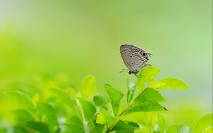 Preview wallpaper butterfly, leaves, grass, wings, gray