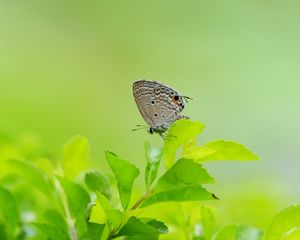 Preview wallpaper butterfly, leaves, grass, wings, gray