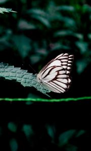 Preview wallpaper butterfly, leaves, insect