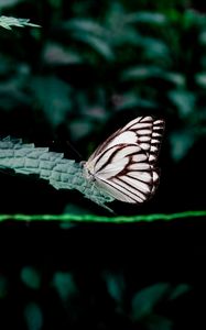 Preview wallpaper butterfly, leaves, insect