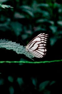 Preview wallpaper butterfly, leaves, insect