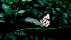 Preview wallpaper butterfly, leaves, insect