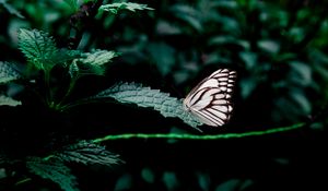 Preview wallpaper butterfly, leaves, insect