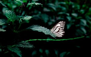 Preview wallpaper butterfly, leaves, insect