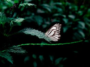 Preview wallpaper butterfly, leaves, insect