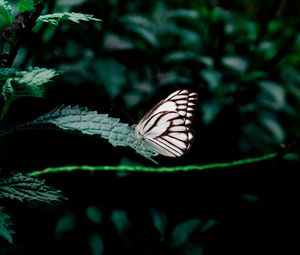 Preview wallpaper butterfly, leaves, insect