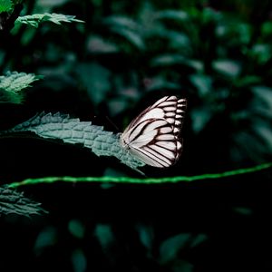 Preview wallpaper butterfly, leaves, insect