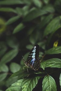 Preview wallpaper butterfly, leaves, insect, macro