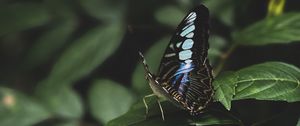 Preview wallpaper butterfly, leaves, insect, macro