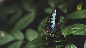 Preview wallpaper butterfly, leaves, insect, macro