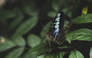 Preview wallpaper butterfly, leaves, insect, macro