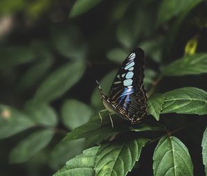 Preview wallpaper butterfly, leaves, insect, macro