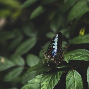 Preview wallpaper butterfly, leaves, insect, macro