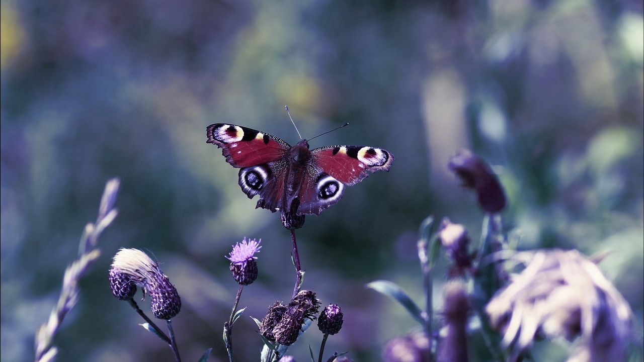 Wallpaper butterfly, leaves, light, glare, grass
