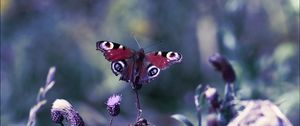 Preview wallpaper butterfly, leaves, light, glare, grass