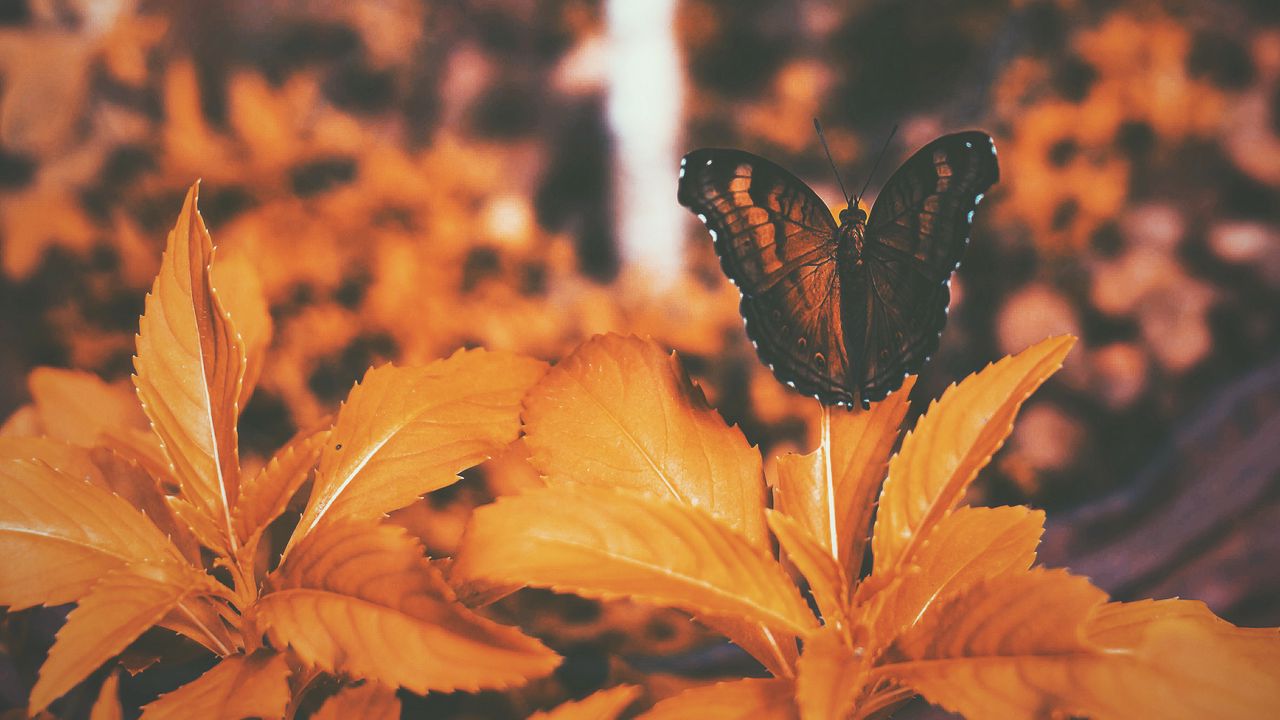 Wallpaper butterfly, leaves, orange