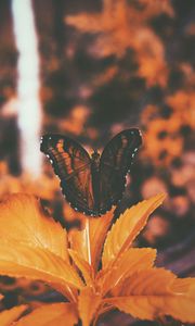 Preview wallpaper butterfly, leaves, orange