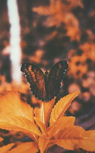 Preview wallpaper butterfly, leaves, orange