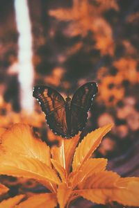 Preview wallpaper butterfly, leaves, orange