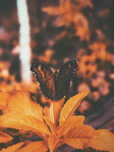 Preview wallpaper butterfly, leaves, orange