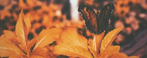 Preview wallpaper butterfly, leaves, orange
