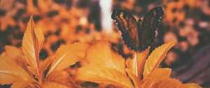 Preview wallpaper butterfly, leaves, orange