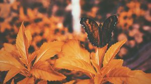 Preview wallpaper butterfly, leaves, orange