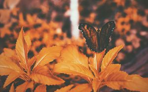 Preview wallpaper butterfly, leaves, orange