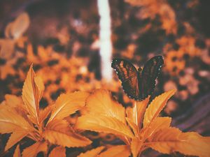 Preview wallpaper butterfly, leaves, orange