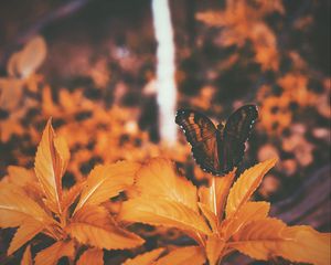 Preview wallpaper butterfly, leaves, orange