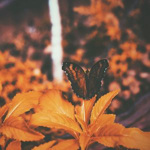 Preview wallpaper butterfly, leaves, orange