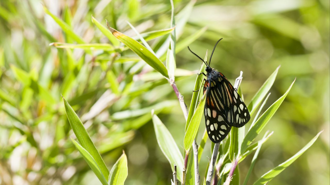 Wallpaper butterfly, leaves, plants, macro, blur