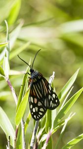 Preview wallpaper butterfly, leaves, plants, macro, blur