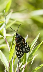 Preview wallpaper butterfly, leaves, plants, macro, blur