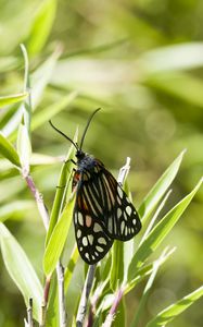 Preview wallpaper butterfly, leaves, plants, macro, blur