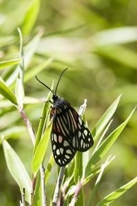 Preview wallpaper butterfly, leaves, plants, macro, blur