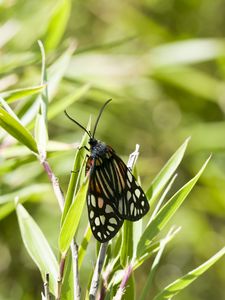 Preview wallpaper butterfly, leaves, plants, macro, blur