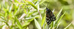 Preview wallpaper butterfly, leaves, plants, macro, blur