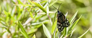 Preview wallpaper butterfly, leaves, plants, macro, blur